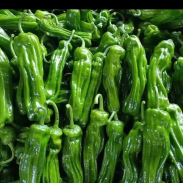 广西各种新鲜辣椒基地代办线椒，小皱皮，线椒