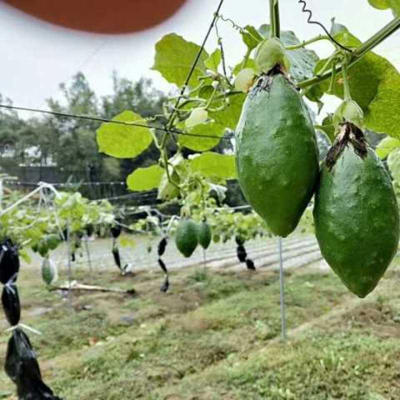 百香果嫁接树苗木瓜百香果苗香蜜百香果可盆栽地栽