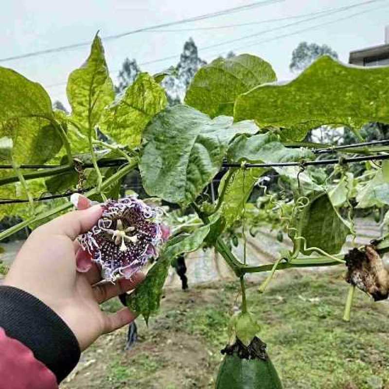 百香果嫁接树苗木瓜百香果苗香蜜百香果可盆栽地栽