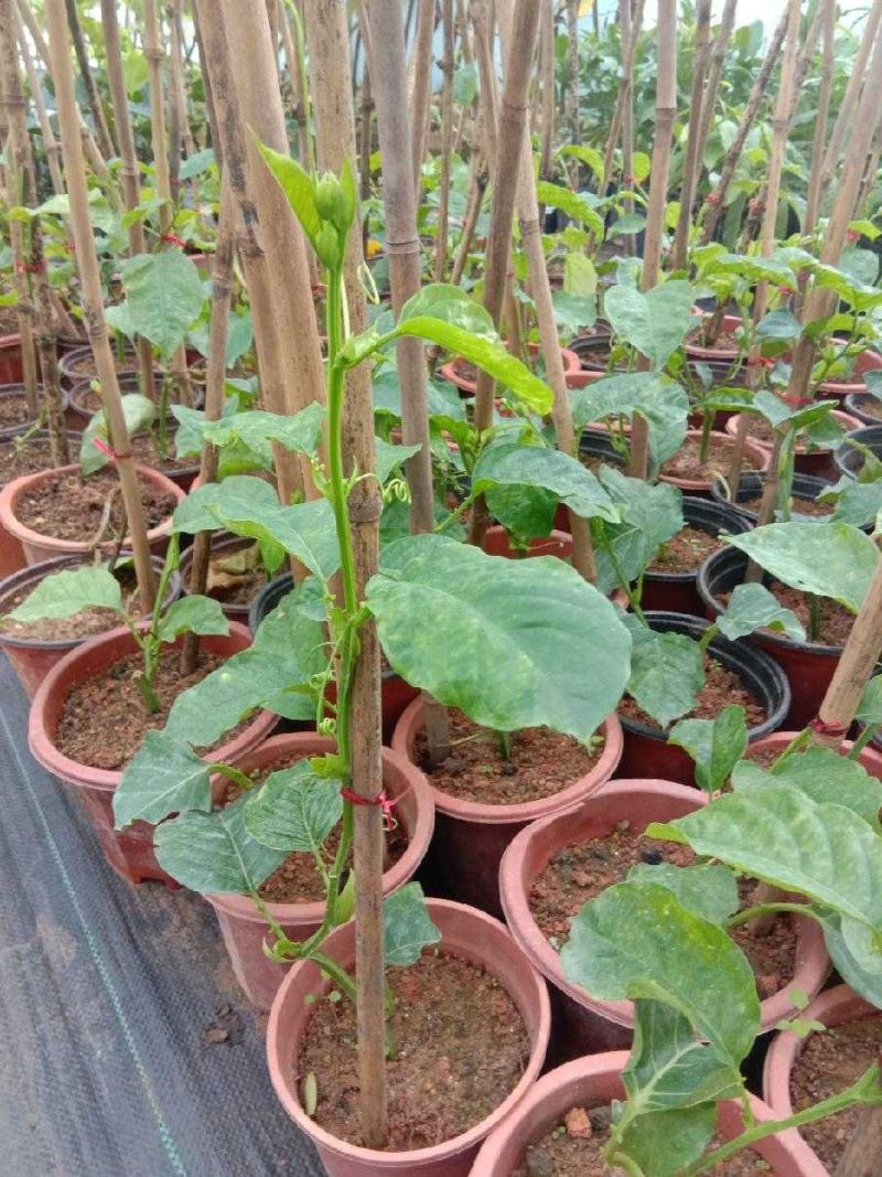 百香果嫁接树苗木瓜百香果苗香蜜百香果可盆栽地栽