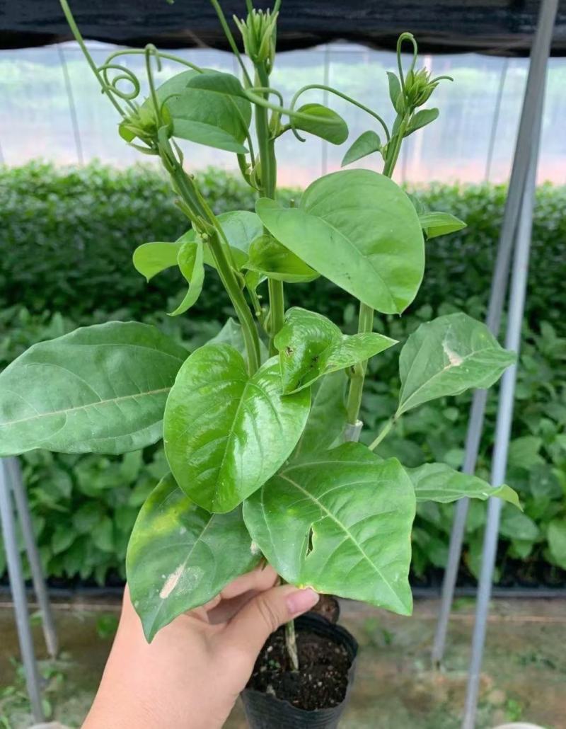 百香果嫁接树苗木瓜百香果苗香蜜百香果可盆栽地栽