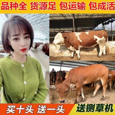 神户肉牛买十送二货到付款价格便宜全国包运包成活率