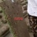 马尼拉早熟禾四季青高羊茅山东、河北、河南、山东昌茂草坪种