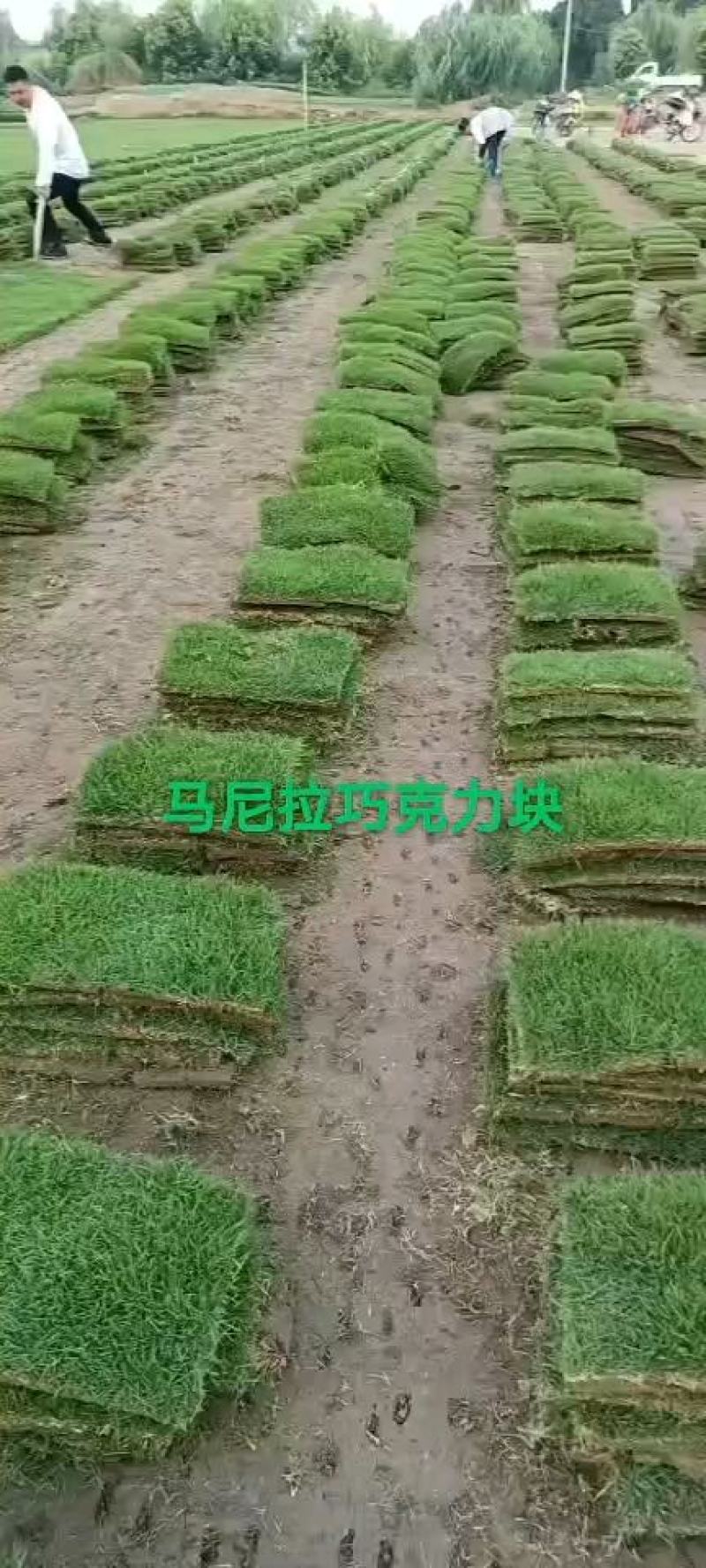 马尼拉早熟禾四季青高羊茅山东、河北、河南、山东昌茂草坪种