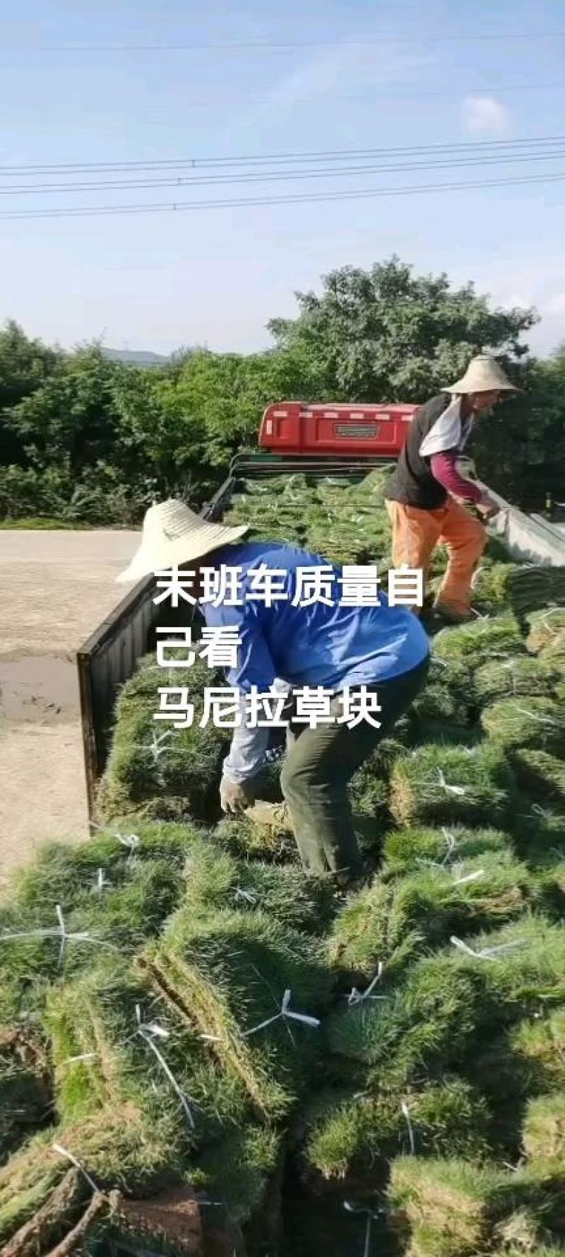 马尼拉早熟禾四季青高羊茅山东、河北、河南、山东昌茂草坪种