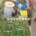 马尼拉早熟禾四季青高羊茅山东、河北、河南、山东昌茂草坪种