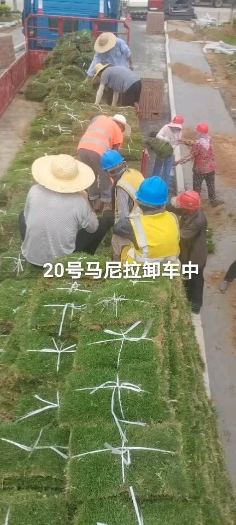 马尼拉早熟禾四季青高羊茅山东、河北、河南、山东昌茂草坪种