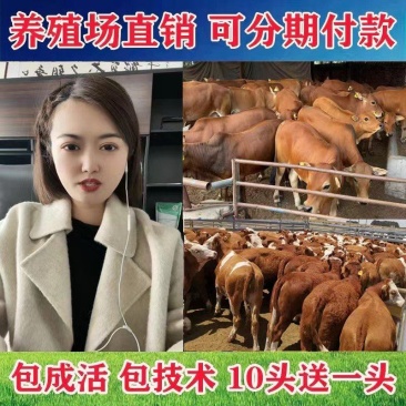 晋南牛买十送二货到付款价格便宜全国包运包成活率