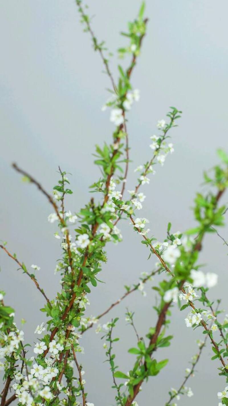 雪柳，喷雪花又叫东北雪柳，珍珠绣线菊，欢迎选购