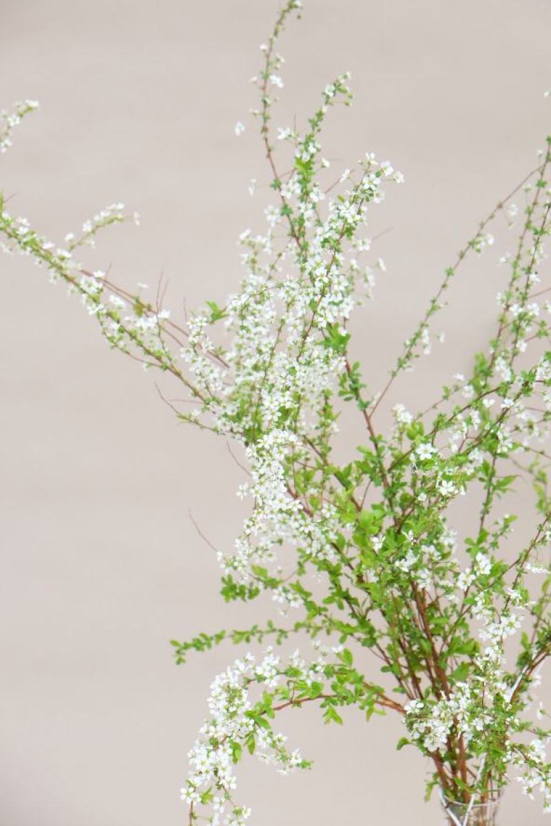 雪柳，喷雪花又叫东北雪柳，珍珠绣线菊，欢迎选购