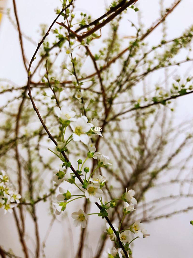 雪柳，喷雪花又叫东北雪柳，珍珠绣线菊，欢迎选购