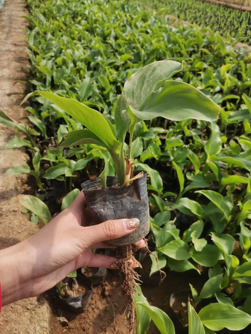 品质美人蕉种苗，园林绿化，水生植物，盆栽美人蕉，基地直供