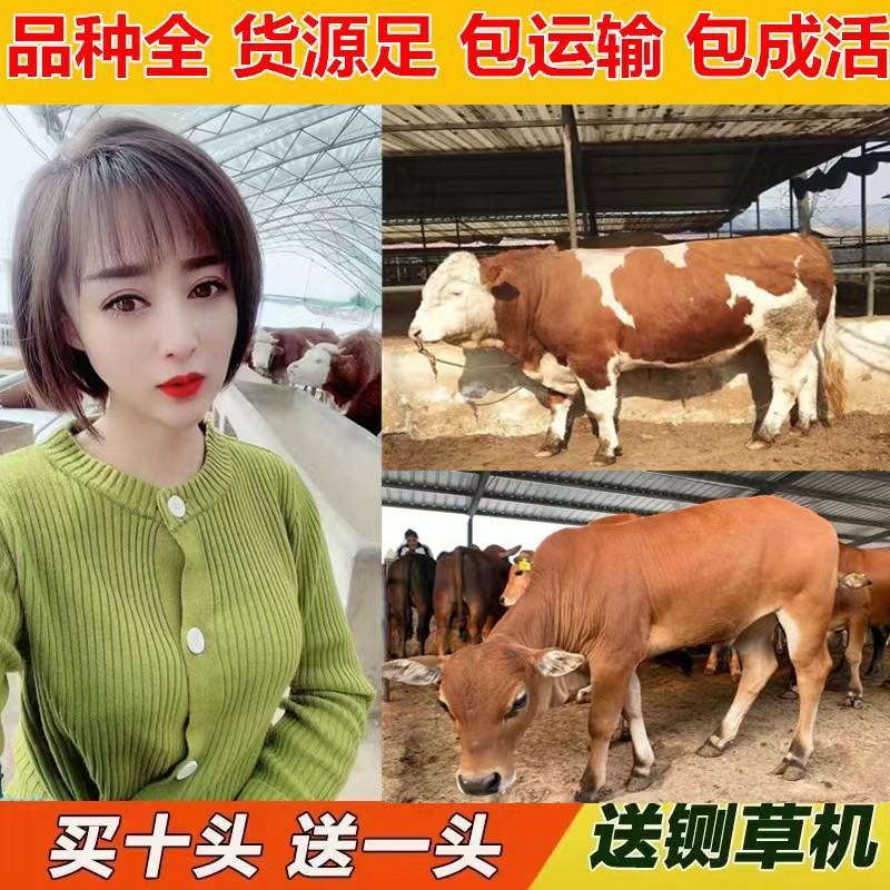 格罗维牛买十送二货到付款价格便宜全国包运包成活率