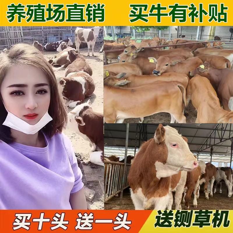 格罗维牛买十送二货到付款价格便宜全国包运包成活率