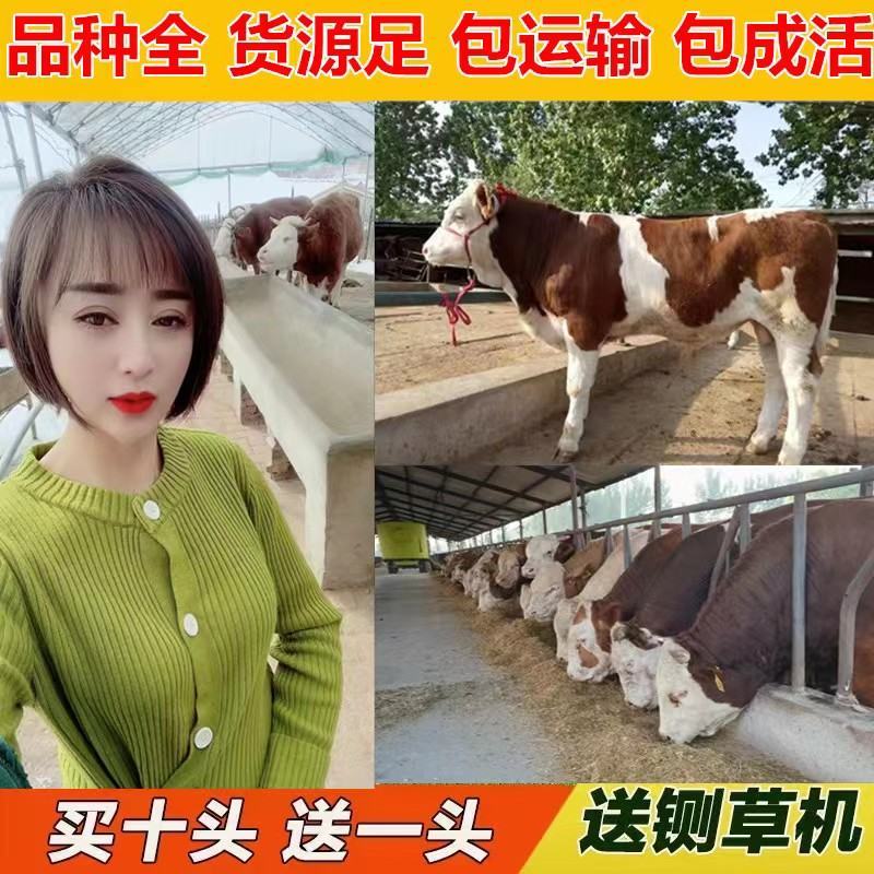 格罗维牛买十送二货到付款价格便宜全国包运包成活率