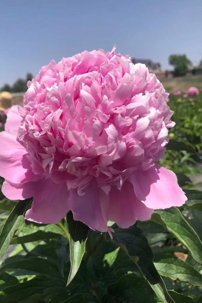 山东菏泽芍药鲜切花五月花神基地自产自销母亲节礼物