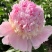 山东菏泽芍药鲜切花五月花神基地自产自销母亲节礼物