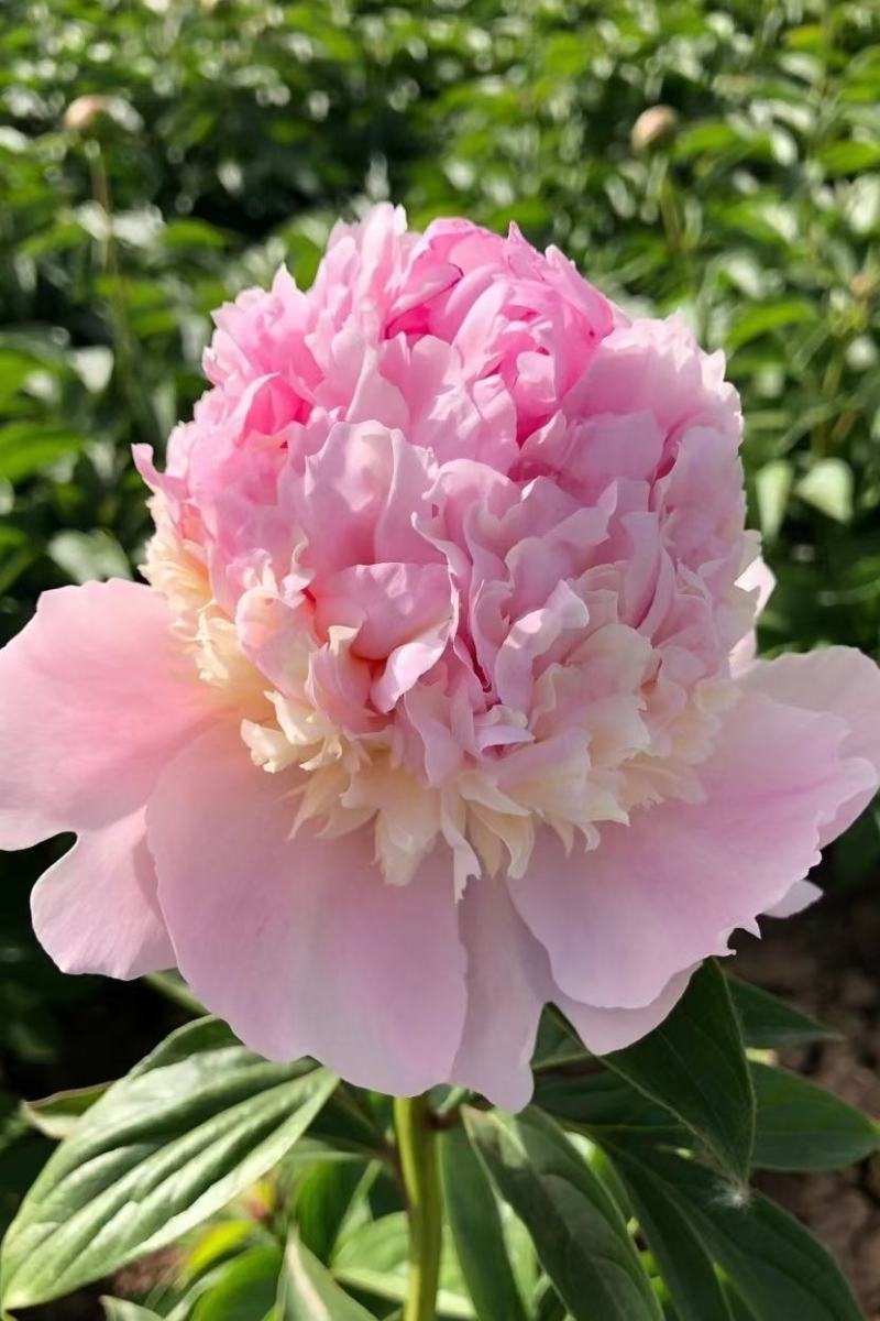 山东菏泽芍药鲜切花五月花神基地自产自销母亲节礼物