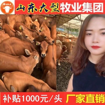 鲁西黄牛犊买十送二货到付款价格便宜全国包运包成活率9