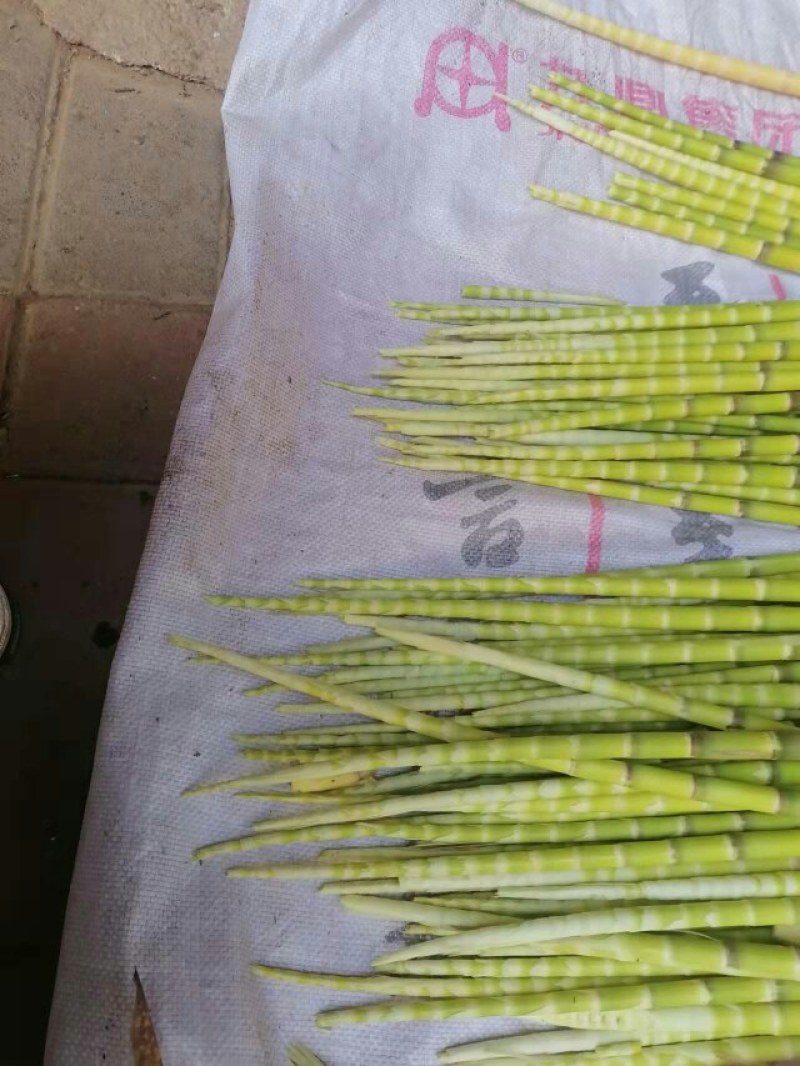 小竹笋上市，高山野生蔬菜，口感清甜脆口，欢迎选购