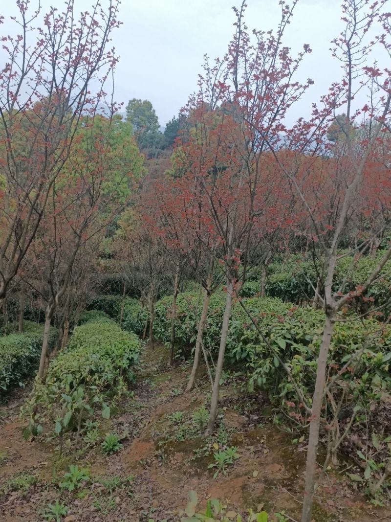 紫薇（老紫薇）(速生紫薇)(地径3-8公分)