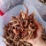 茄子干茄子条，茄子皮茄子片，没有碎的，好嫩。糯米茄子。