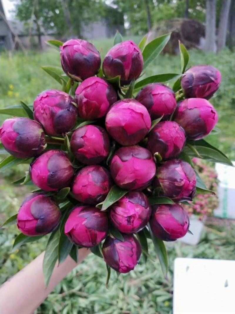 牡丹芍药鲜切花重瓣基地直发水养插花母亲节花束办公室装饰