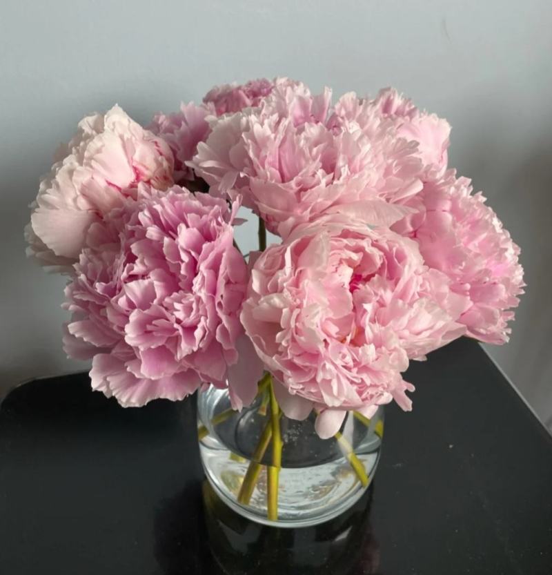 牡丹芍药鲜切花重瓣基地直发水养插花母亲节花束办公室装饰