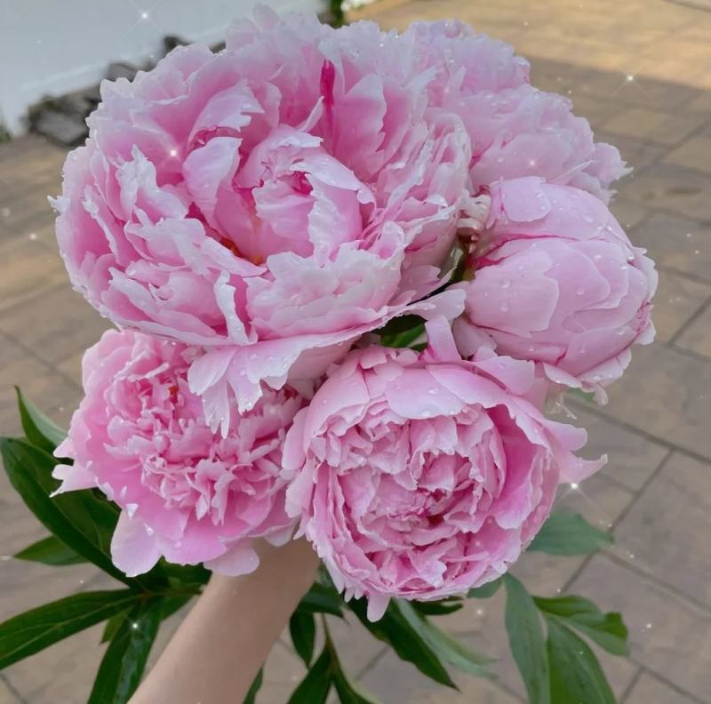 牡丹芍药鲜切花重瓣基地直发水养插花母亲节花束办公室装饰