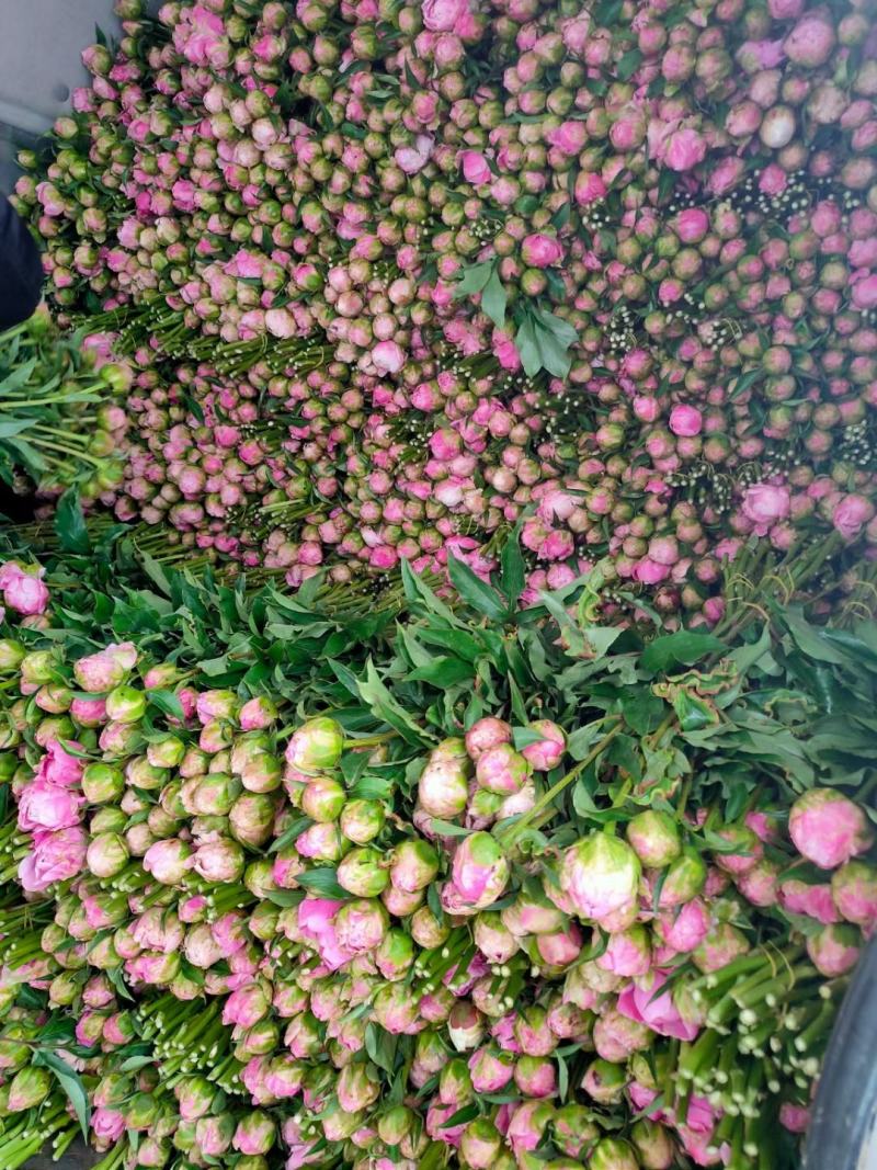 牡丹芍药鲜切花重瓣基地直发水养插花母亲节花束办公室装饰