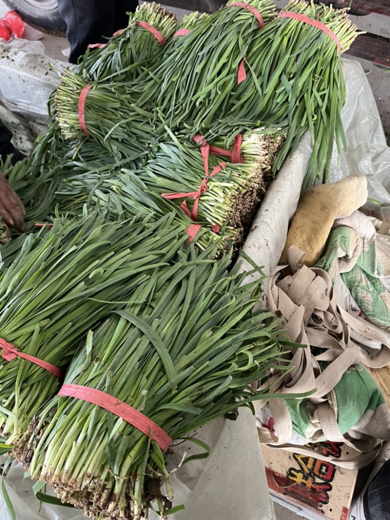山东梁山冷棚二茬韭菜大量上市欢迎各位采购联系
