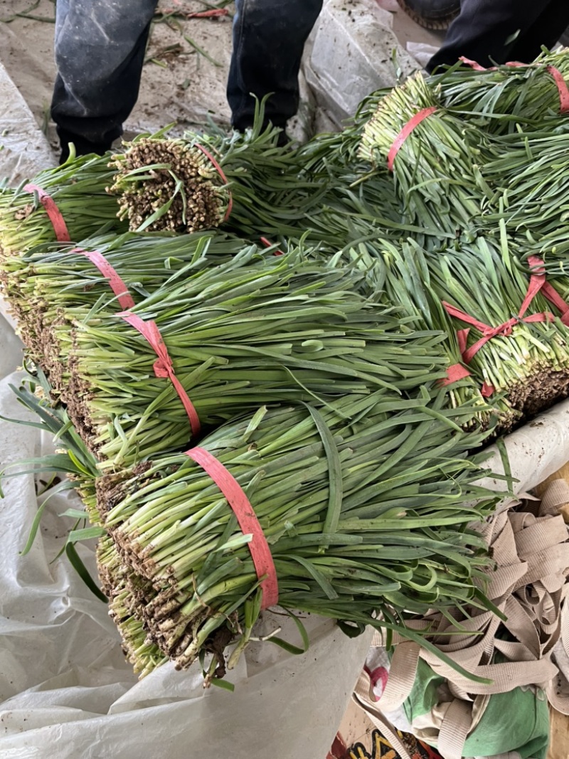 山东梁山冷棚二茬韭菜大量上市欢迎各位采购联系