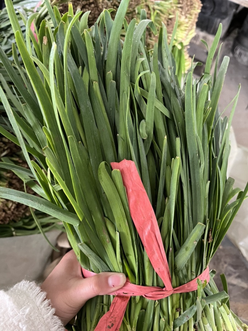 山东梁山冷棚二茬韭菜大量上市欢迎各位采购联系