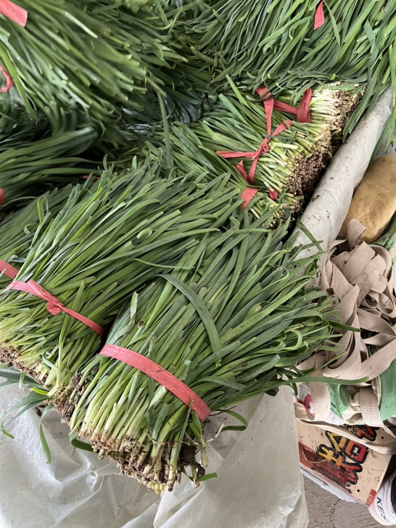 山东梁山冷棚二茬韭菜大量上市欢迎各位采购联系