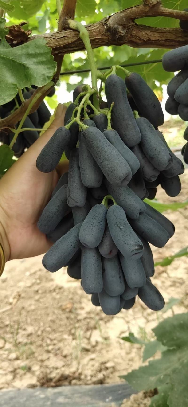 甜蜜蓝宝石