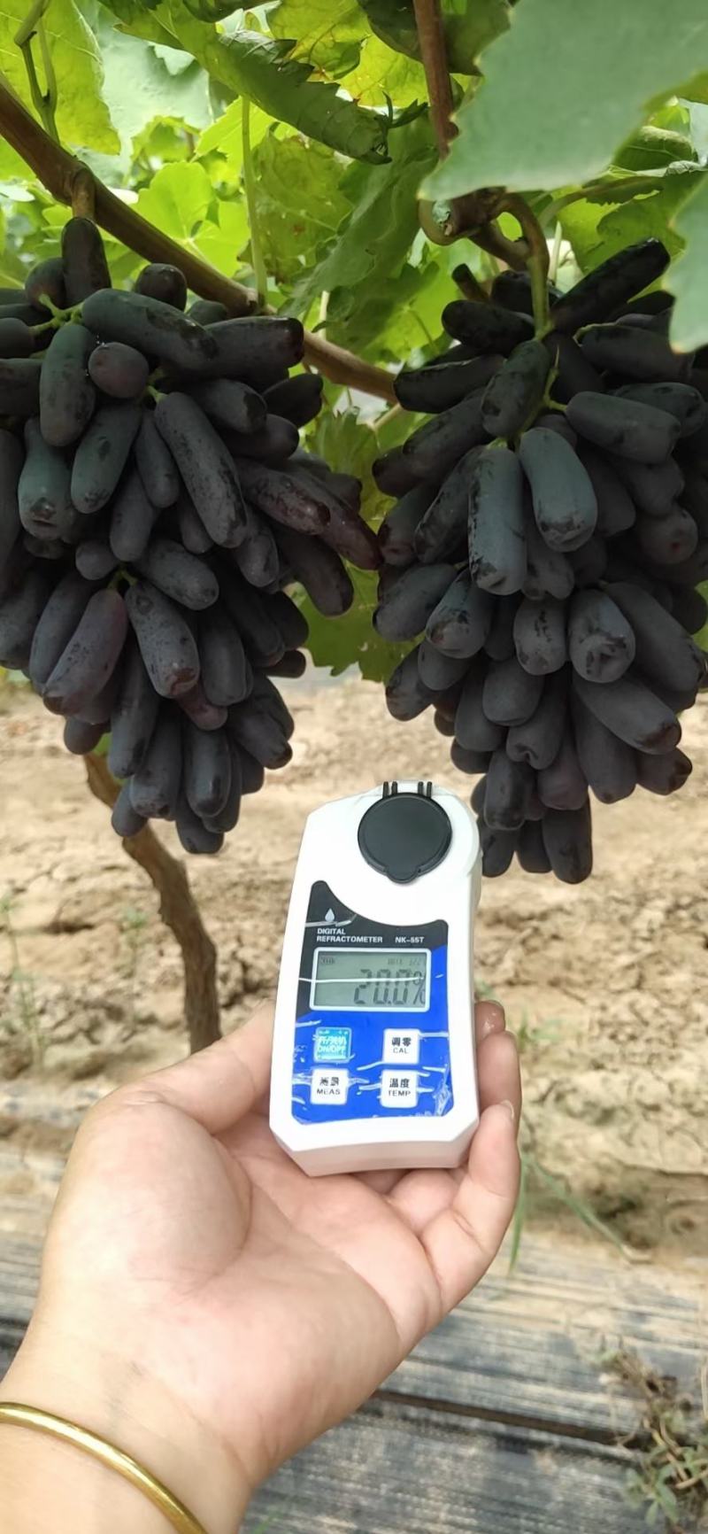 甜蜜蓝宝石