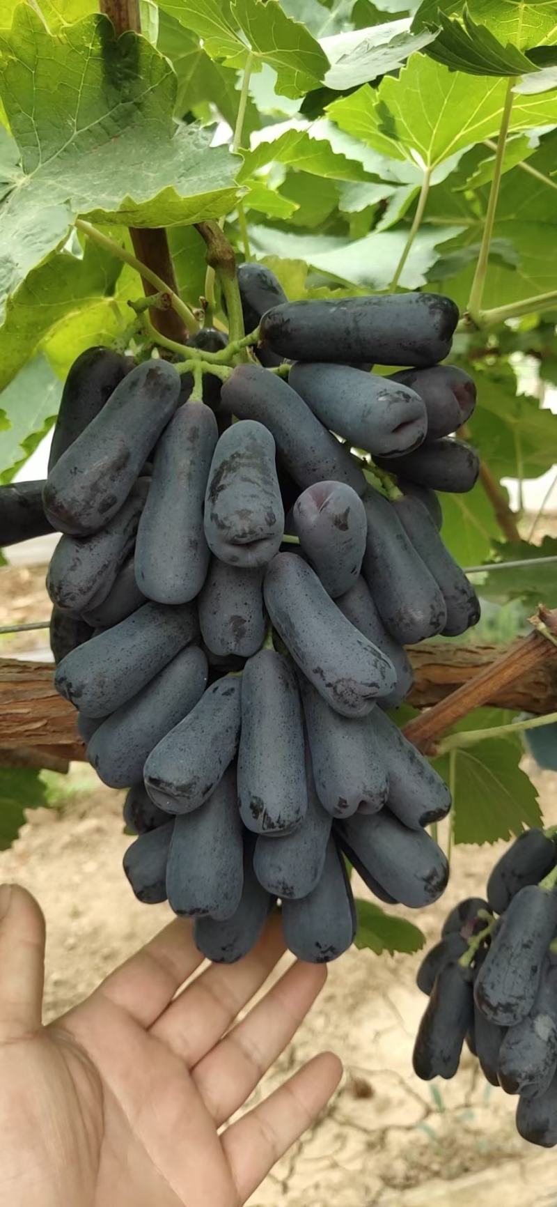 甜蜜蓝宝石
