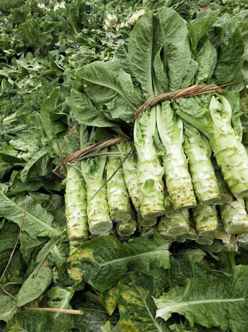 莴苣大量出售