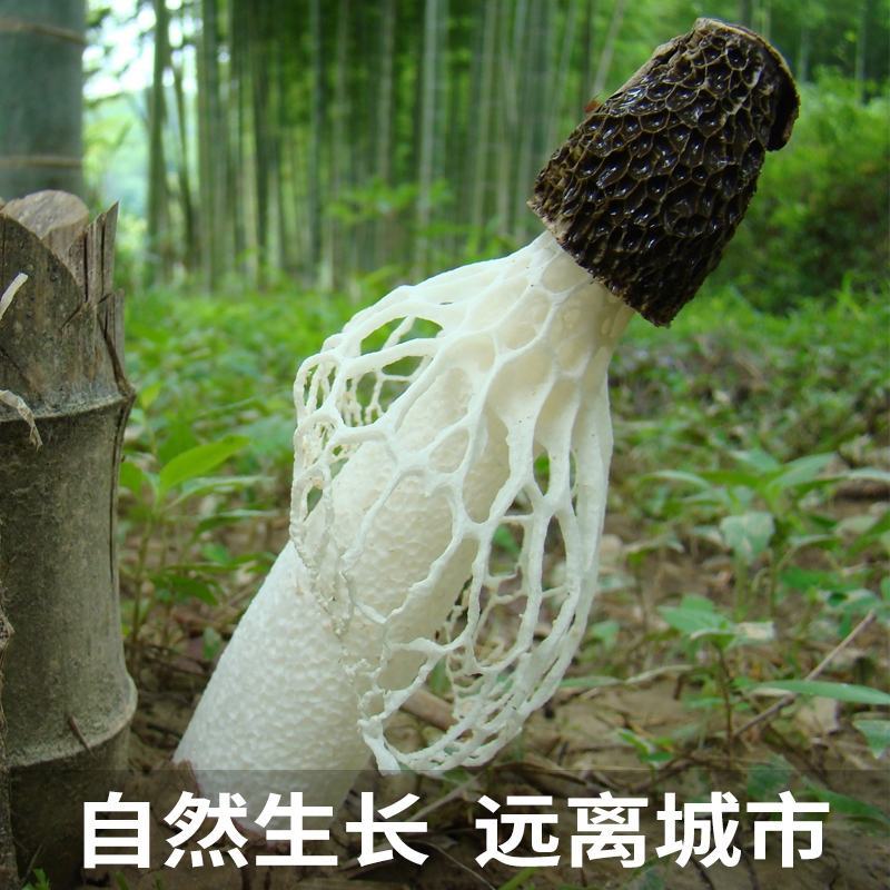【贵州织金竹荪】无硫足干