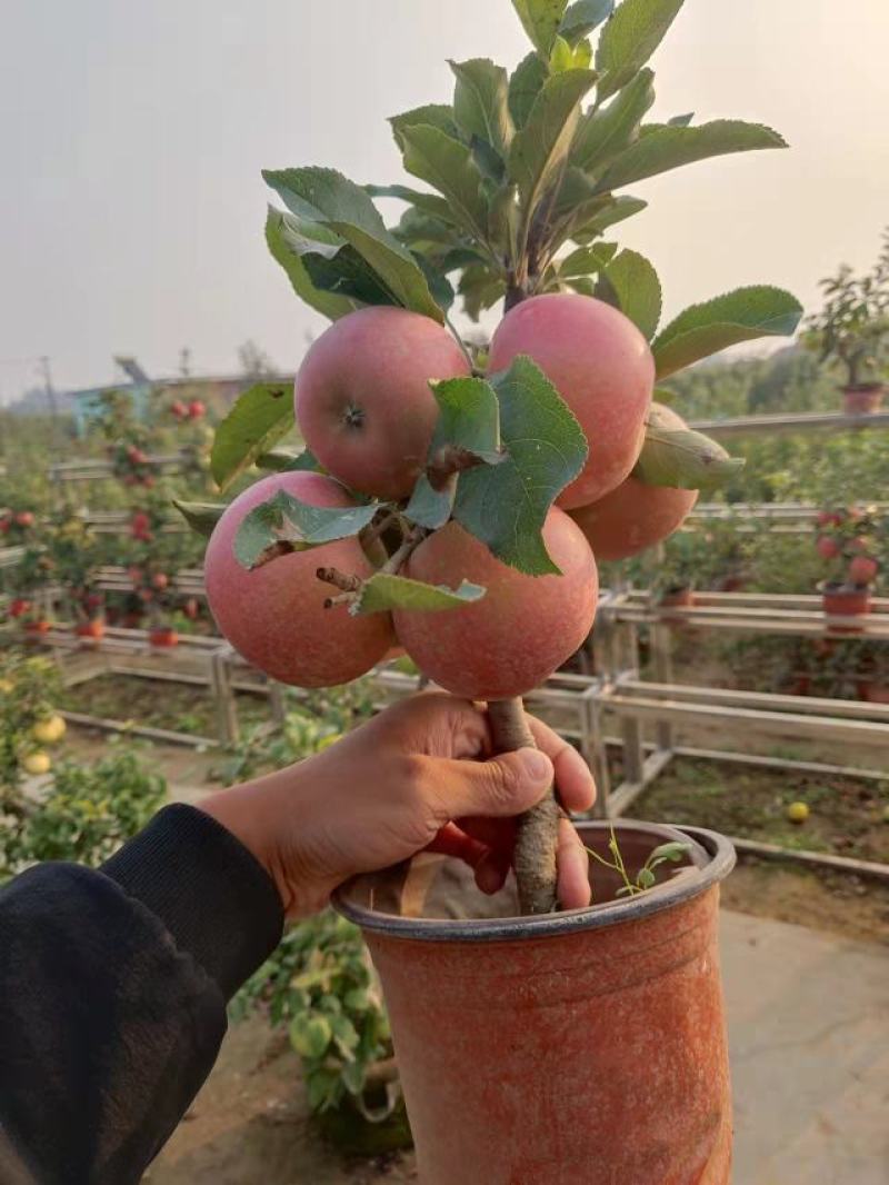 苹果树盆景，品质保证基地直发，免费提供技术指导包邮