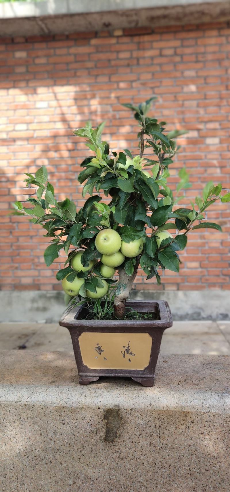 苹果树盆景，品质保证基地直发，免费提供技术指导包邮