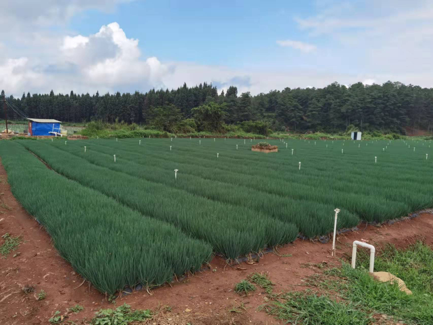 夏季小葱田间管理场景