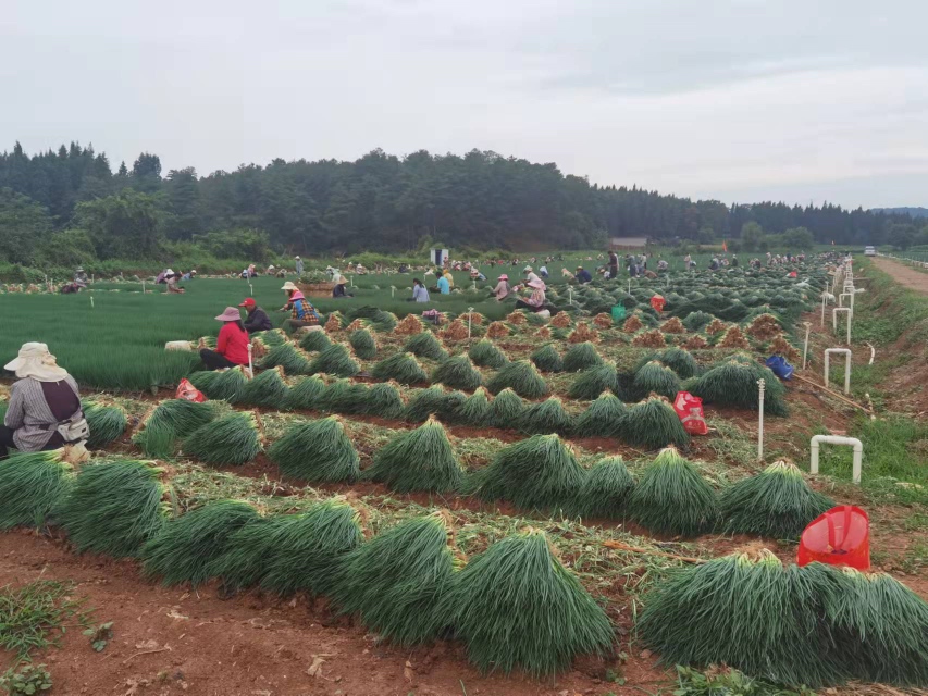家庭主妇在阳台收获塑料瓶种植的小葱