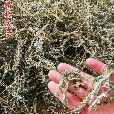 鹿角菜