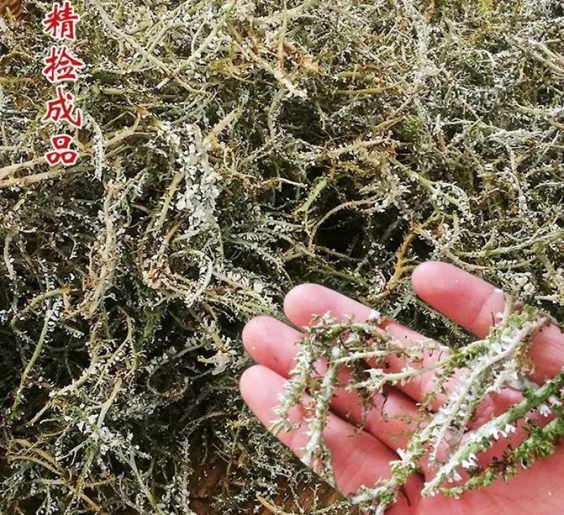 鹿角菜