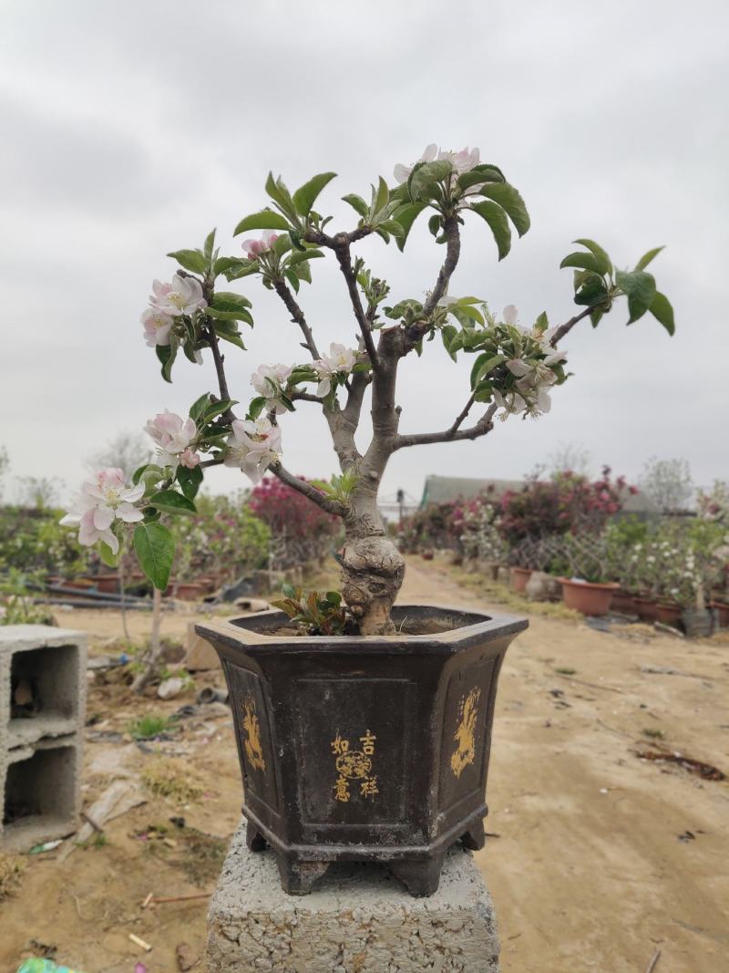 苹果树盆景，品质保证基地直发，免费提供技术指导包邮