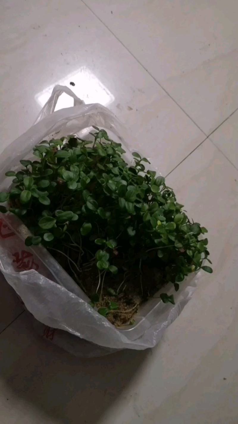 香椿种子红油香椿种子去翅净籽产地供应保证出芽率90%以上