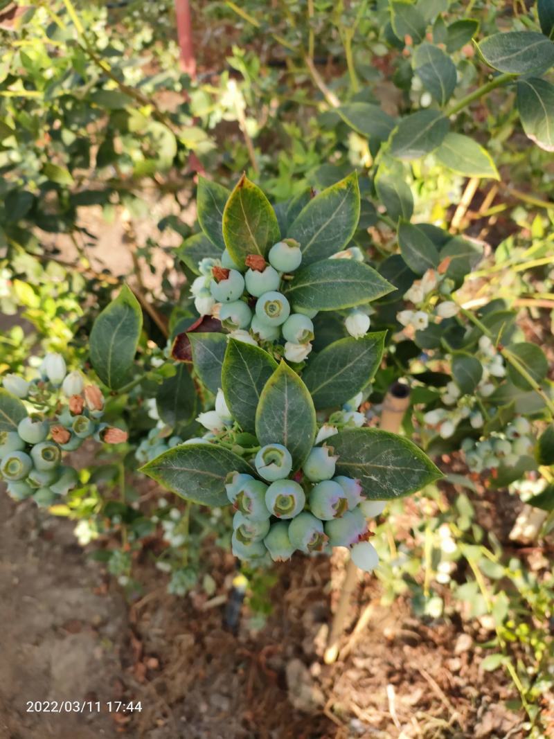 蓝莓
