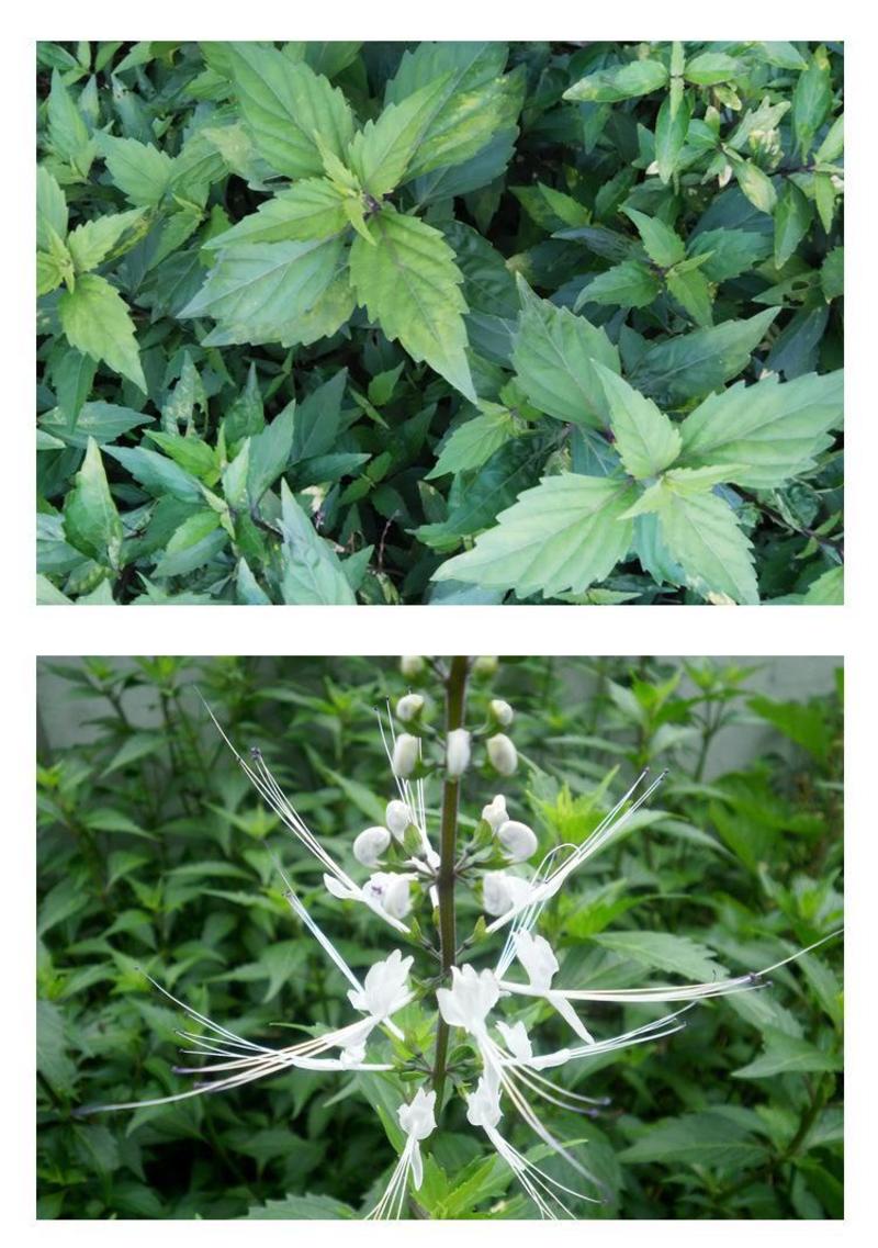 广西中草药材猫须草猫须公肾茶叶多好货