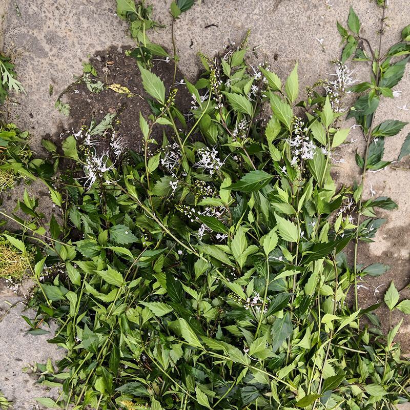 广西中草药材猫须草猫须公肾茶叶多好货